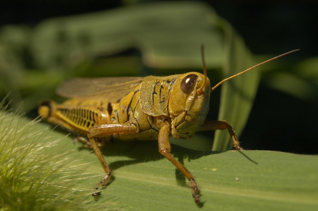 grasshopper